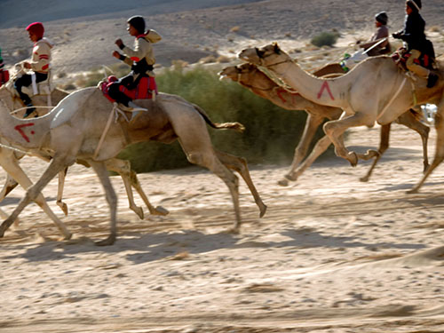 Верблюжьи бега в Дахабе