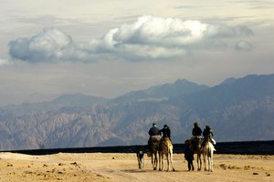 На верблюдах по берегу Красного моря