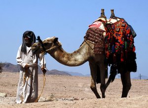 Верблюд с бедуином-проводником